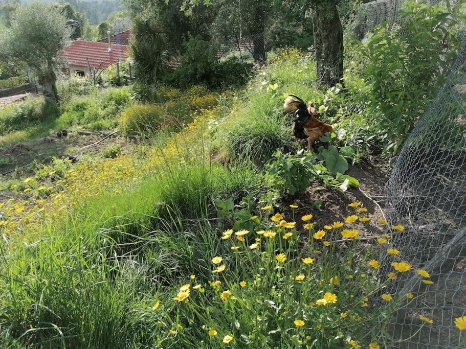 Country House - Hippie Garden Vieira do Minho Exterior foto